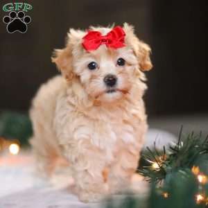 Reese, Havapoo Puppy